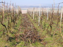 AVANT broyage - Sarments à terre _ champagne